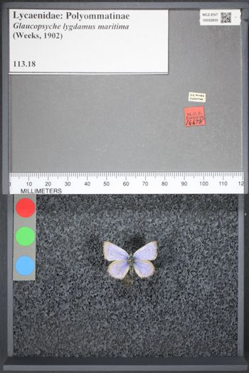 Media type: image;   Entomology 52655